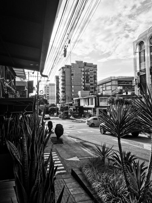 Free Black and white photo of an urban street scene in Bucaramanga, showcasing buildings and plants. Stock Photo