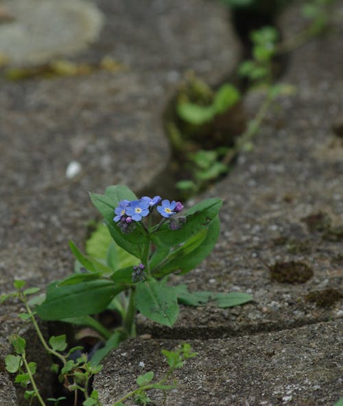 A small blue flower growing out of a crack in the ground