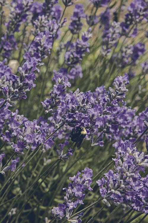 Lavender blossoms with a bee