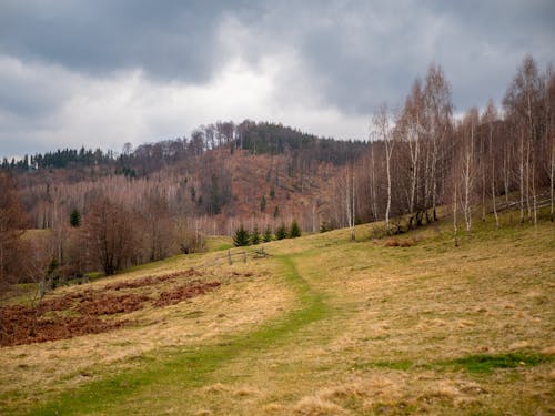 A dirt path in the middle of a forest