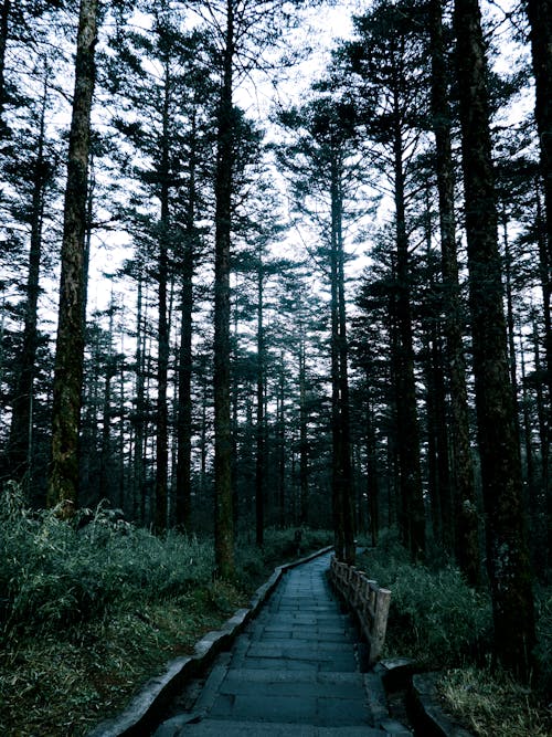 Free A pathway through the woods with pine trees Stock Photo