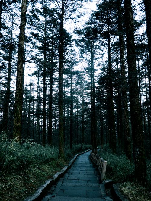 Free A tranquil path through tall trees in a lush forest setting Stock Photo