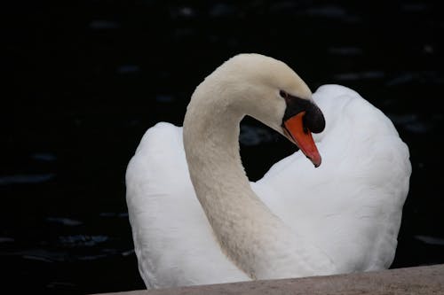 公園, 動物, 噴泉 的 免费素材图片