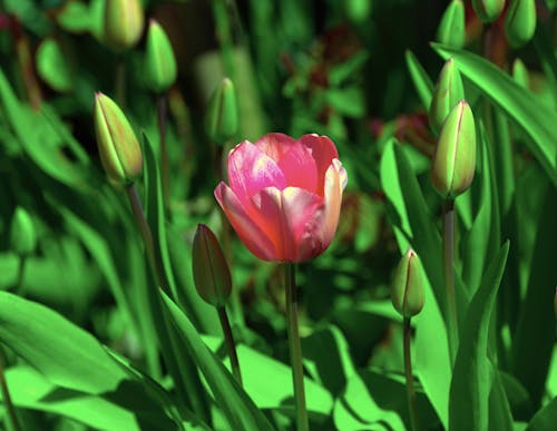 A pink tulip is in the middle of green leaves