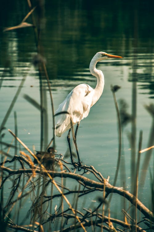 White Bird on Focus Photography