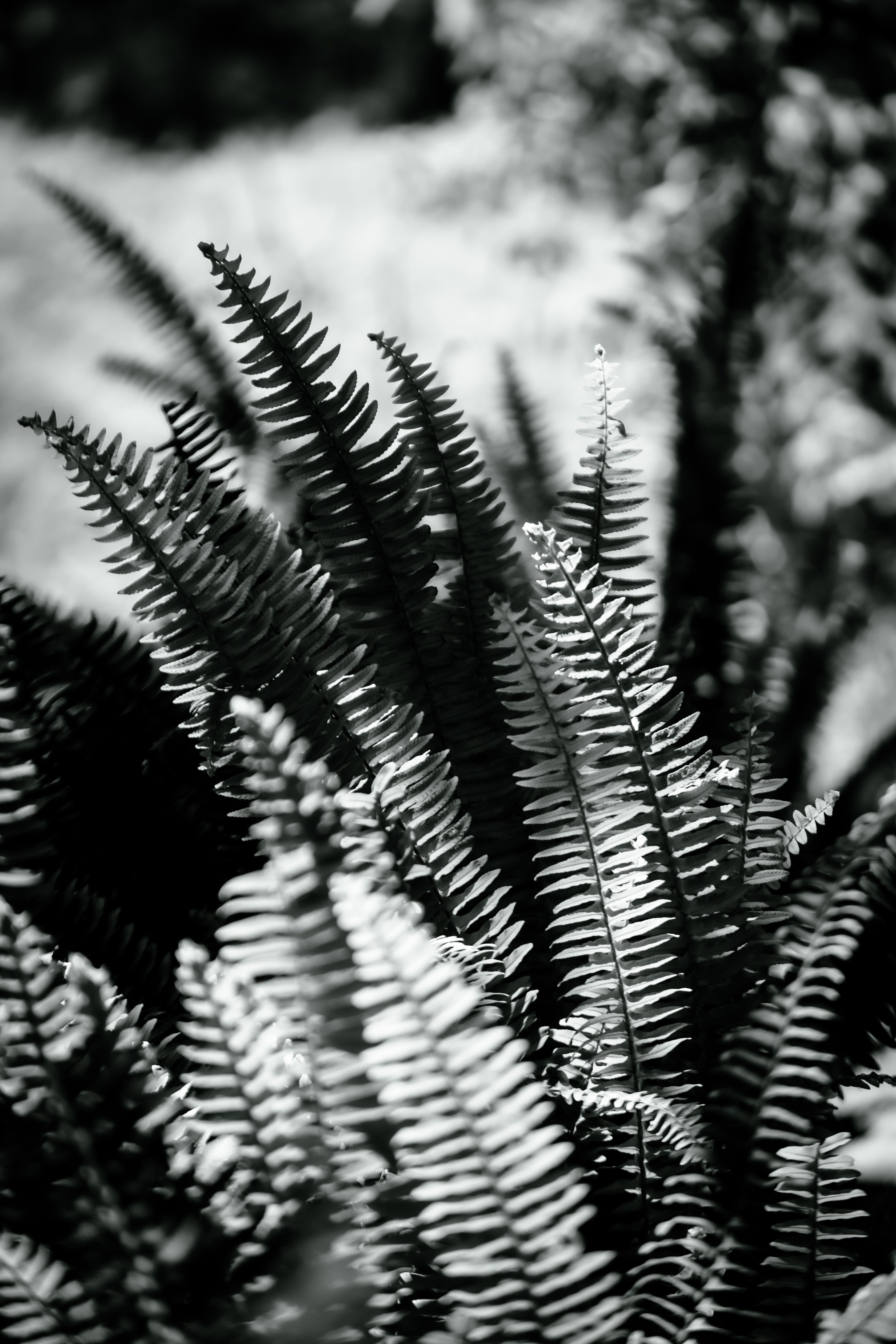 Artistic black and white photo of ferns showcasing the texture of their leaves.