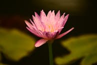 A Beautiful Pink Lotus Flower