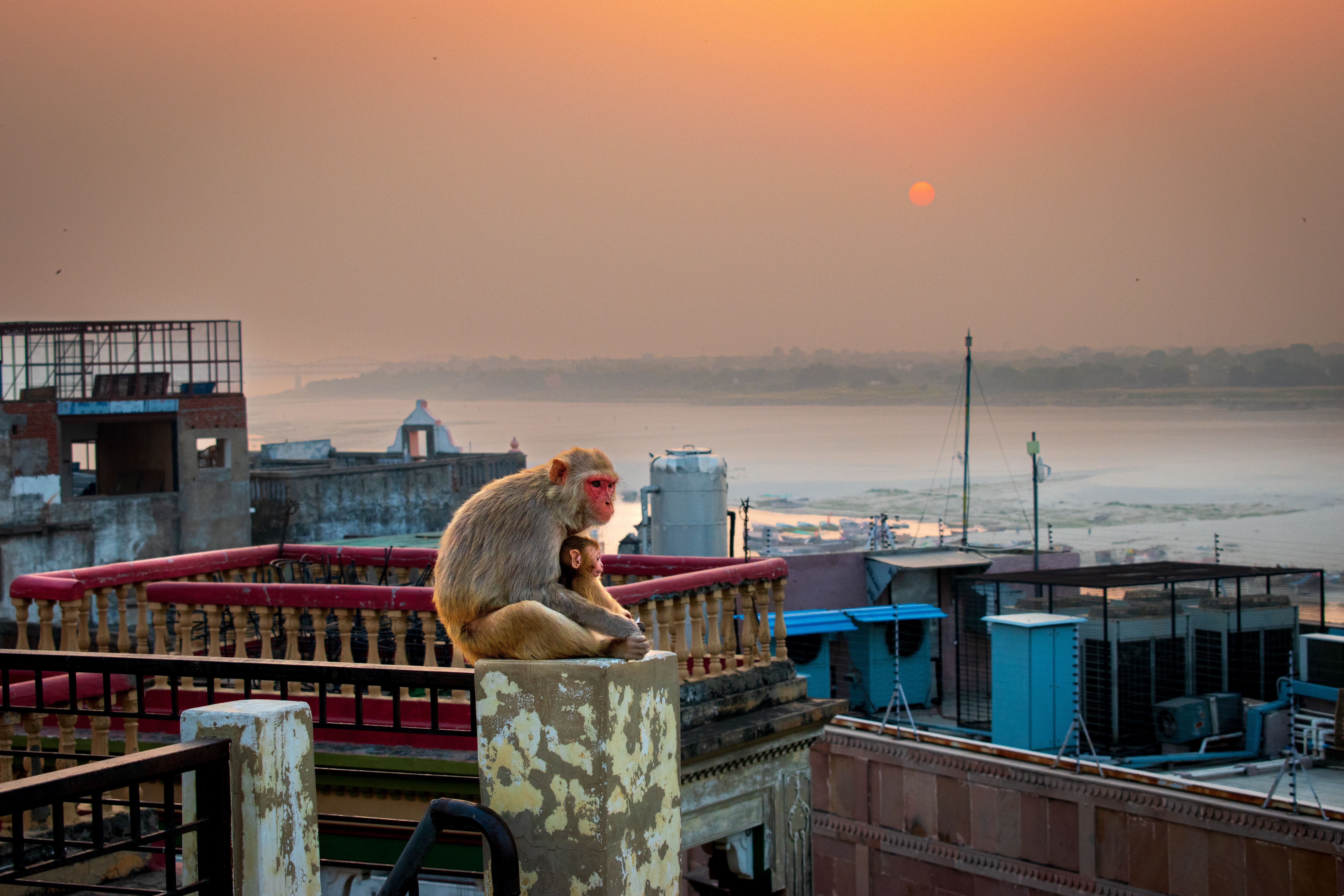 A mother monkey with her baby sits atop a rooftop in Varanasi, India, at sunset, overlooking the Ganges River.