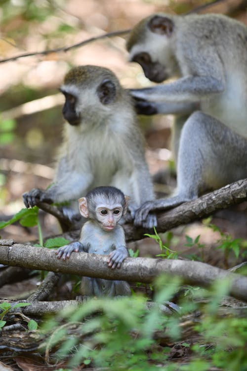 A monkey and its baby are sitting on a branch