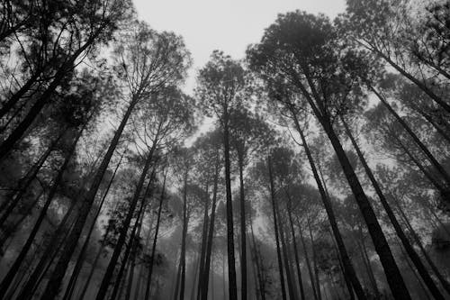 Základová fotografie zdarma na téma černobílý, hluboký, les