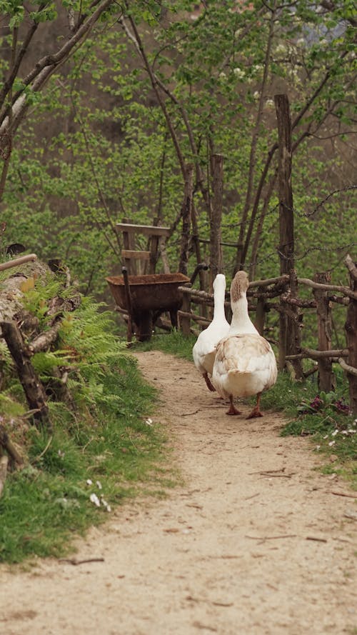 Darmowe zdjęcie z galerii z drzewa, fotografia zwierzęcia, gęsi