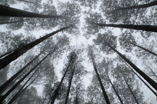 Free The Giants pine forest Stock Photo