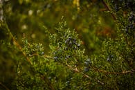 在自然环境中详细查看云杉分支与重点松果