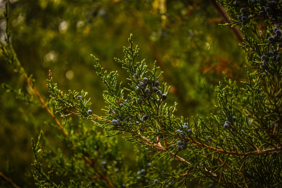 Free Green Pine Tree Closeup Photography Stock Photo