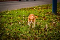 一只迷人的橙白色猫在路边的草地上踩着落叶走过