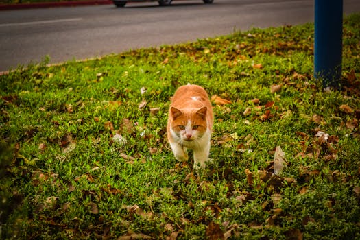 一只迷人的橙白色猫在路边的草地上踩着落叶走过