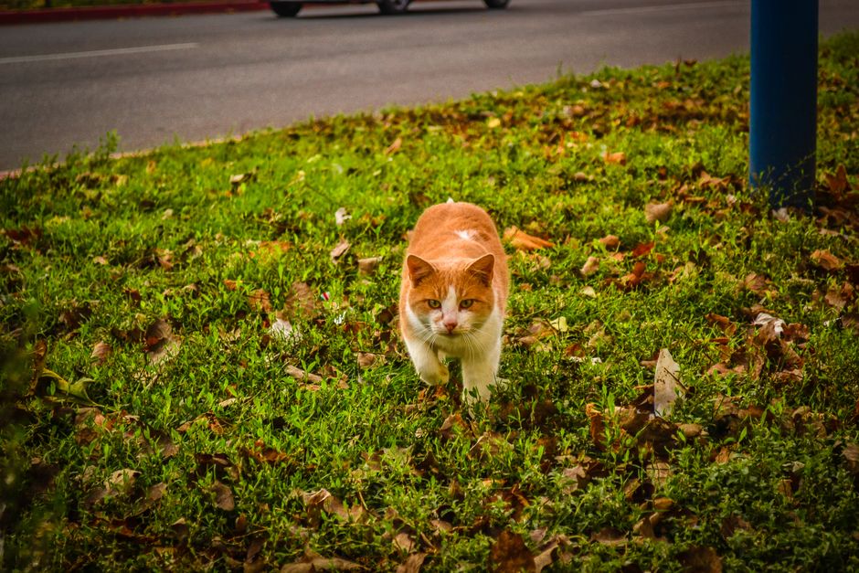 Ottawa Arborist Rescues Orange Cat Stuck in Tree for Days Thanks to Reddit