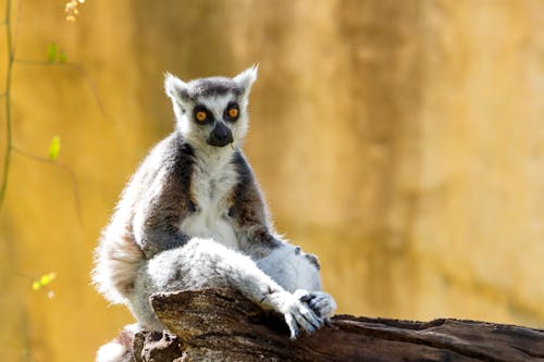 A lemur sitting on a log in front of a tree