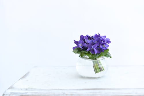 Purple flowers in a clear glass vase on a white table