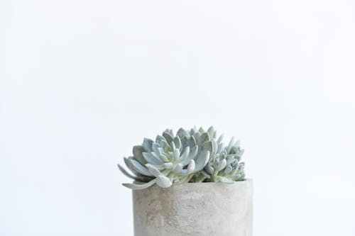 A small succulent plant in a cement planter