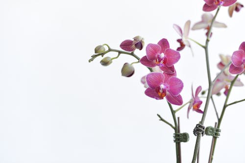 A vase with pink orchids in it