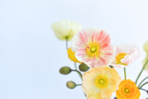 Free A vase with yellow and pink flowers in it Stock Photo