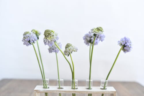 Foto stok gratis bunga-bunga, fokus selektif, latar belakang putih