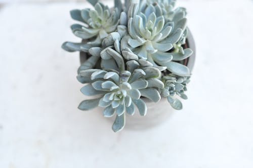 Free Echeveria Laui Plant In a Pot Stock Photo