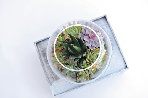 A glass bowl filled with succulents and other plants
