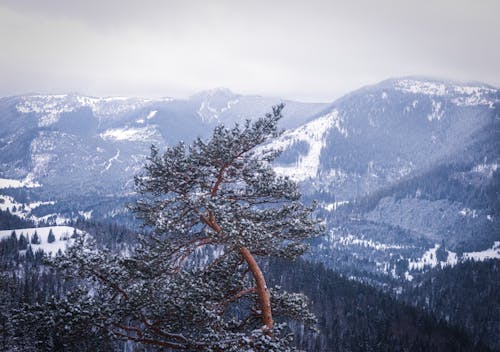 Immagine gratuita di cima della montagna, innevato, inverno