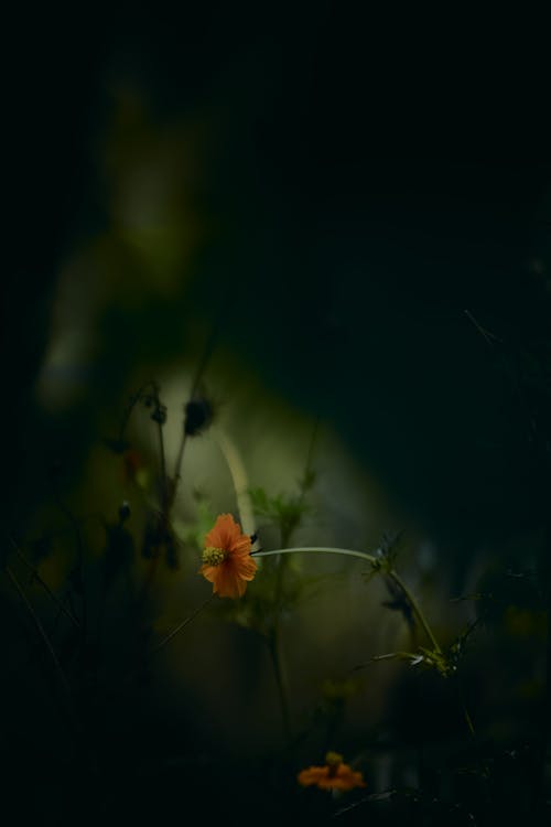 Cosmos: yellow and orange flower