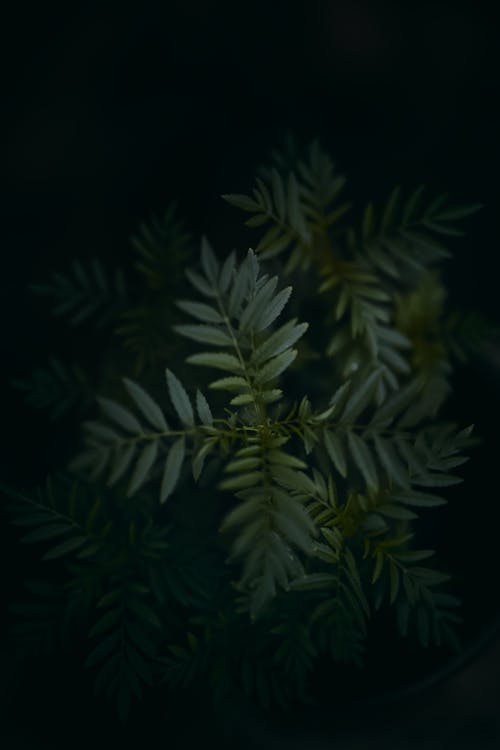 Dark moody green leaves