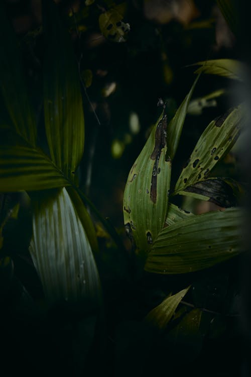 Dark moody green palm leaf