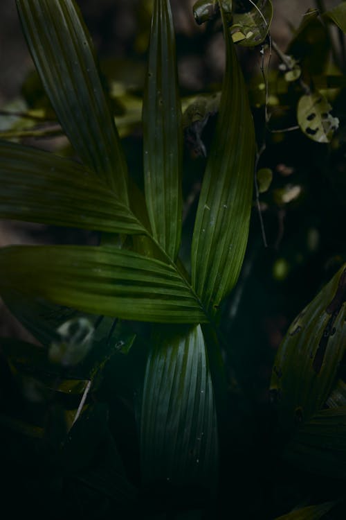 Dark moody green palm leaf