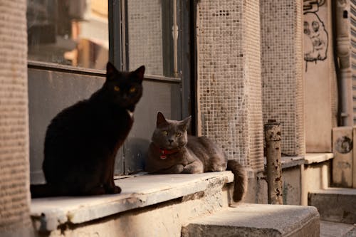 Foto stok gratis anak kucing, Arsitektur, binatang