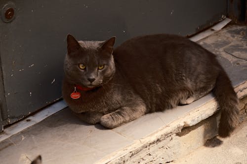 Free A cat laying on the ground next to a door Stock Photo