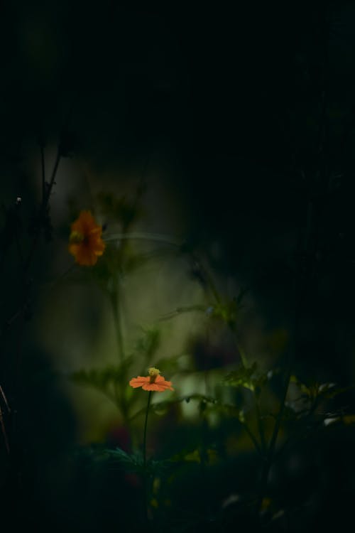 Dark ,Moody Green and Orange Cosmos