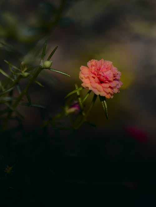 Pink portulaca flower