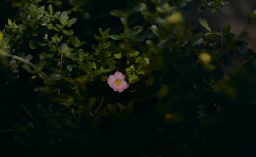 Pink portulaca flower