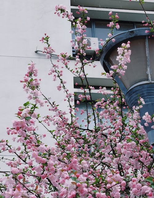 คลังภาพถ่ายฟรี ของ prunus triloba, การเจริญเติบโต, ดอกพลัม