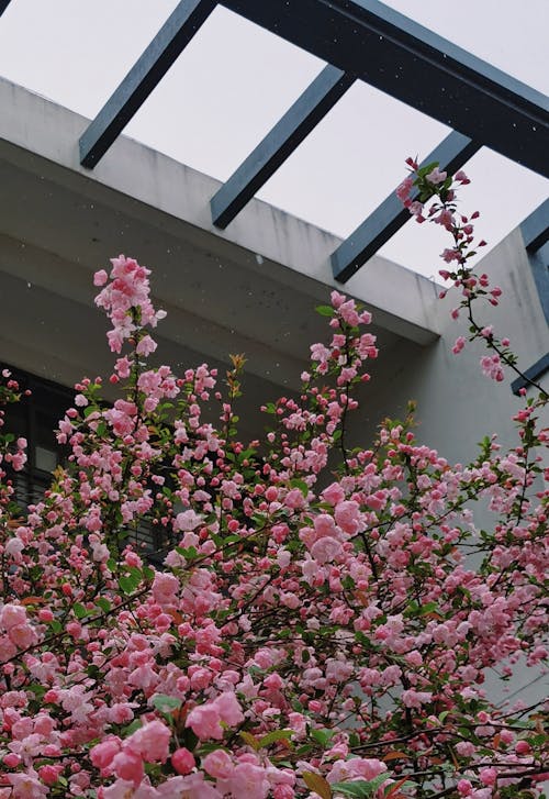 Kostenloses Stock Foto zu äste, baum, blumen