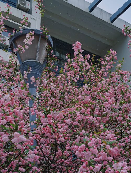 Безкоштовне стокове фото на тему «prunus triloba, Будівля, вертикальні постріл»