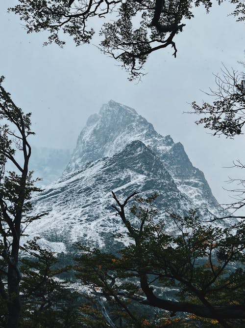 Foto d'estoc gratuïta de arbres, boira, bosc