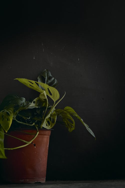 Fotobanka s bezplatnými fotkami na tému čierne pozadie, črepníková rastlina, listy