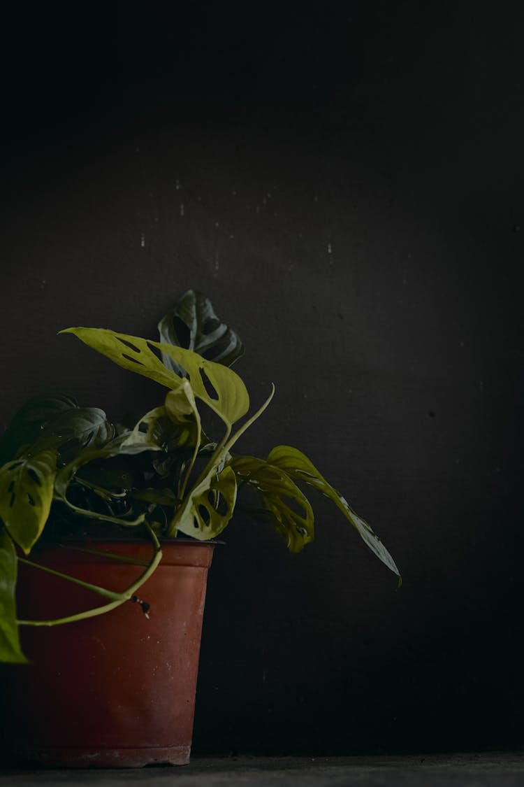 Dark Moody Green Yellow Monstera Adansonii Plant