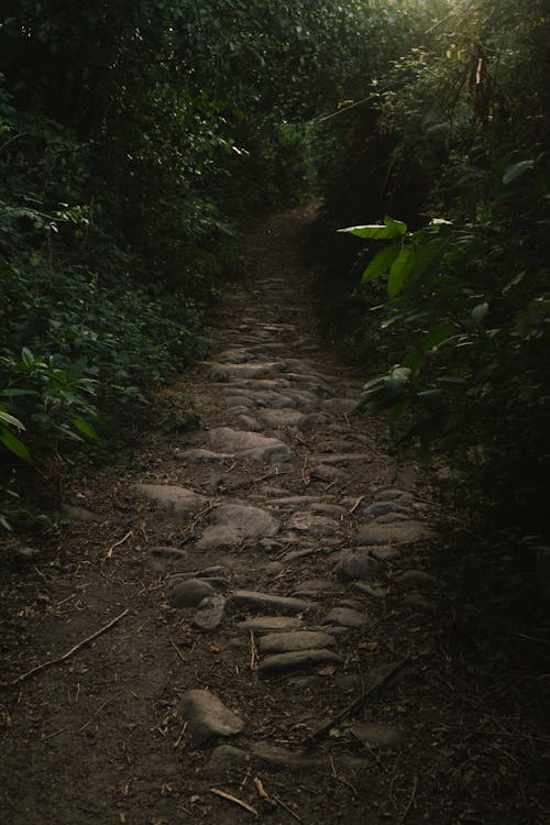 石路, 绿色的道路, 绿色路径 的 免费素材图片