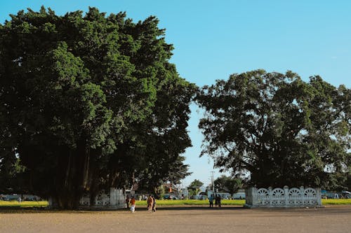 Two people walking through a park with trees