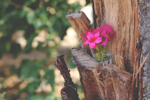 Základová fotografie zdarma na téma dřevo, kůra, květiny