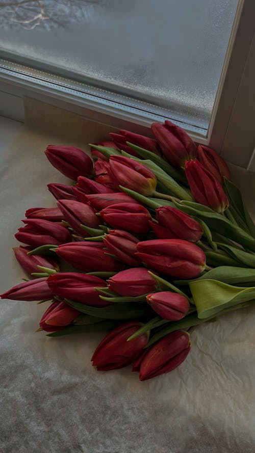 Free A bouquet of red tulips sitting on a window sill Stock Photo