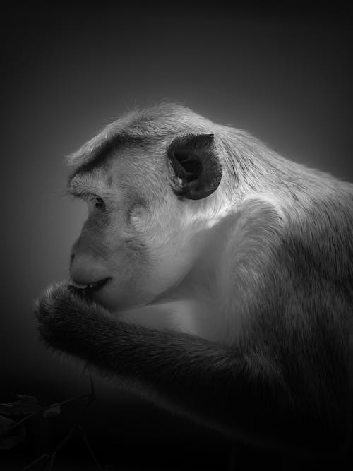 Darmowe zdjęcie z galerii z czarno-biały, fotografia przyrodnicza, fotografia zwierzęcia